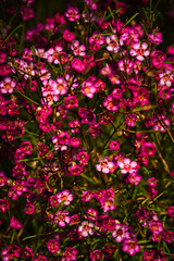 The brightly colored flowers of the season bloom in the garden in the beautiful sunshine.