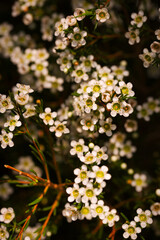 The brightly colored flowers of the season bloom in the garden in the beautiful sunshine.
