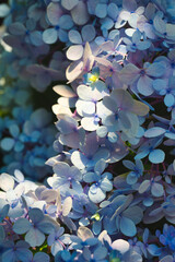 The brightly colored flowers of the season bloom in the garden in the beautiful sunshine.
