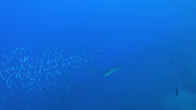 Underwater scene - Little tunny fish chases a sardines baitball