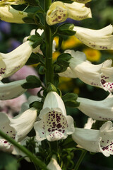 The brightly colored flowers of the season bloom in the garden in the beautiful sunshine.
