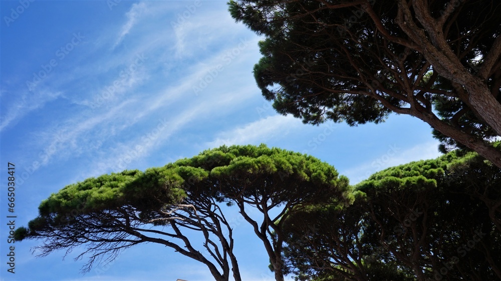 Wall mural pine tree top against cloudy blue sky