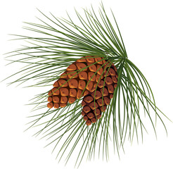 pine branches with cones for decoration. Medicinal resinous branches. Christmas and New Year. Winter.on transparent, png