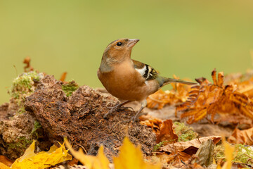 Chaffinch,   Scientific name: Fringilla coelebs.  Close up of a male Chaffinch perched on a log, looking upwards in Autumn with colourful leaves and clean background.  Copy space.  Horizontal.