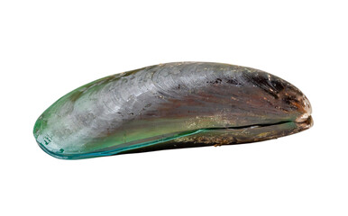 Raw food of single fresh green mussel isolated on white background with clipping path