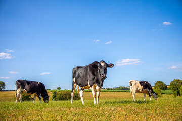 Vache laitière noir et blanche au milieu des champs dans la campagne au printemps. - obrazy, fototapety, plakaty