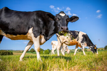 Vache laitière noir et blanche au milieu des champs dans la campagne au printemps. - 665041479