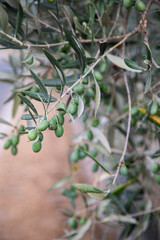 Olive tree with ripe olives. Branches loaded with olives. Close up. Portugal, Tras-os-montes.