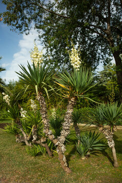kwitnąca na biało juka przy drodze, white yucca