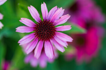 Detail of purple flower of Echinacea tennesseensis plant