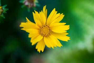 Close-up of the yellow flower of the Coreopsis plant