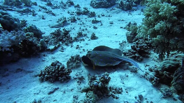 Stingray looking for food in the seabed - Egypt Red Sea - BDE