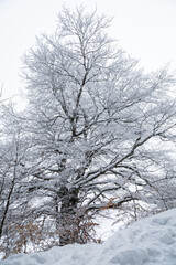 snowy tree after a snowfall during winter