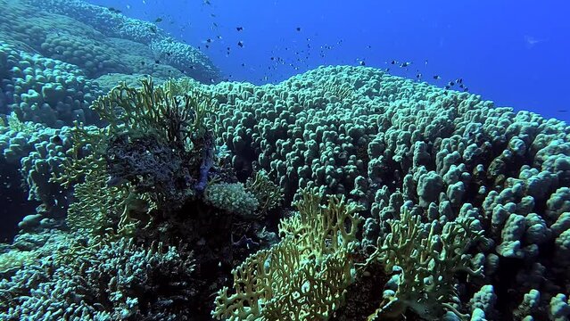 Egypt Red Sea - BDE - Swimming above corals and among little black and white fish in a tropical sea