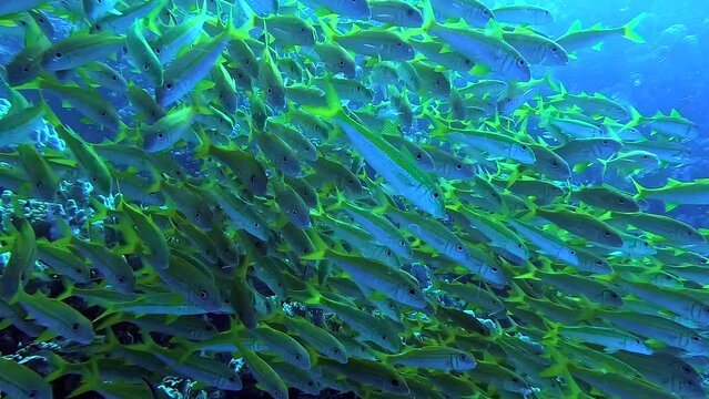 Egypt Red Sea - BDE - Swimming among a shoal of yellow fish in a tropical sea