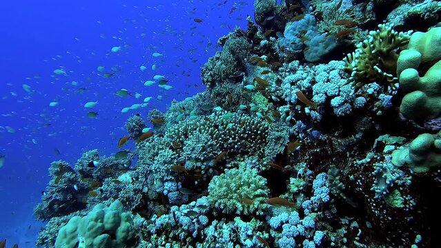 Egypt Red Sea - BDE - Swimming among beautiful fish and colorful coral in a tropical sea