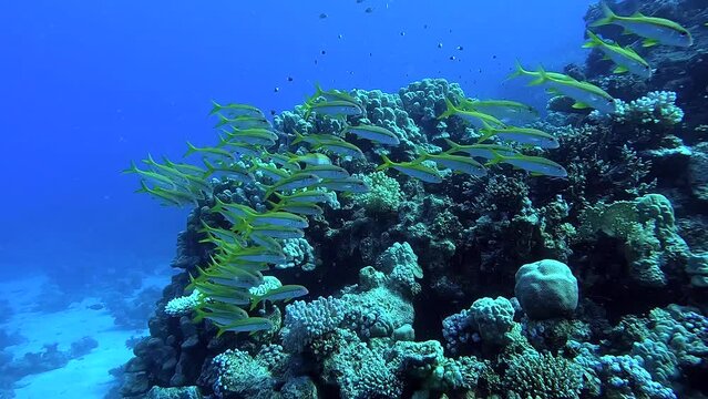 Swimming among a shoal of yellow fish in a tropical sea with corals in background - Egypt Red Sea - BDE