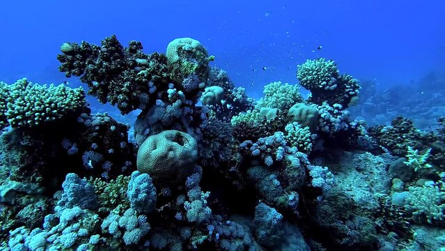 Swimming next to beautiful corals surrounded by little fish in a tropical sea Egypt Red Sea - BDE