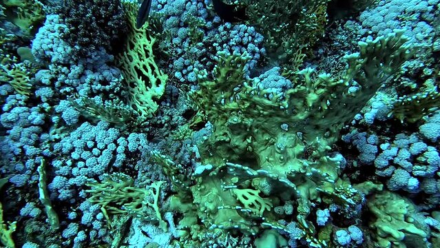 Egypt Red Sea - BDE - View of coral and tropical fish from above