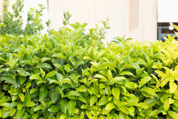  Artificial green leaf background