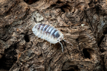 Isopoda 