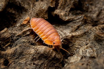 Isopoda 