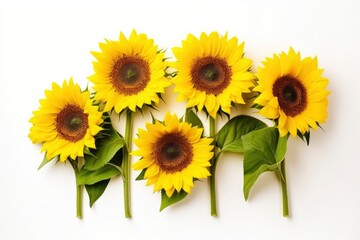 Sunflowers isolated on white background.