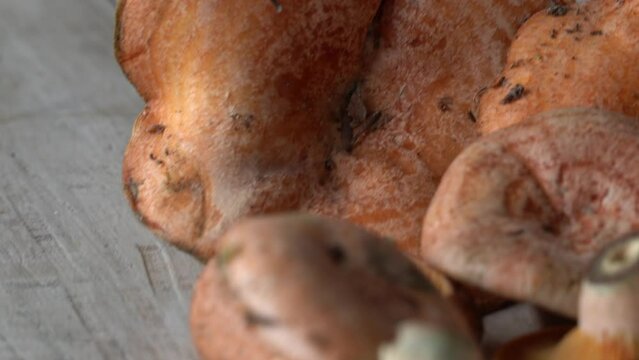 Fresh edible mushrooms from the autumn forest on the white wooden table ready for cooking. Milk caps, chanterelles, milk caps, lactarius delicius. 
