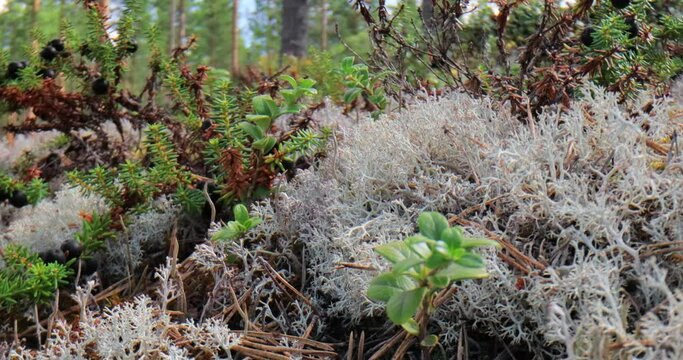 Arctic Tundra lichen moss close-up. Cladonia rangiferina, also known as reindeer cup lichen.