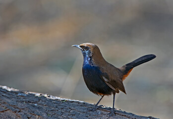 Indian robin