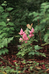 Astilbe