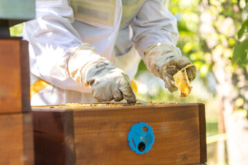 Beekeeper doing maintenance on his huge apiary, removing old medication from honey comb, beekeeping...