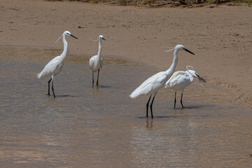 Little egrets, Egretta gazetta, hunting for fish as the lagoon filled from the incoming tide at Sotavento Beach, Fuerteventura