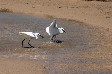 Store enrouleur Plage de Sotavento, Fuerteventura, Îles Canaries Little egrets, Egretta gazetta, hunting for fish as the lagoon filled from the incoming tide at Sotavento Beach, Fuerteventura