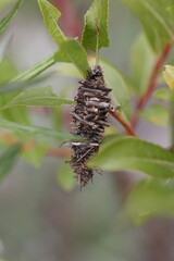 Bagworm in a little willow tree in summer