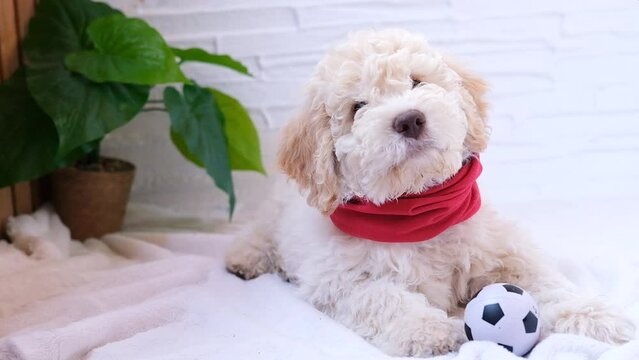 A cute and funny lagotto romagnolo puppy dog playing with a ball. Slow motion