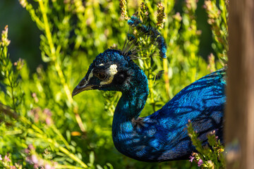 Indian Peafowl / Peacock (Pavo cristatus) Outdoors