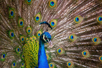 Indian Peafowl / Peacock (Pavo cristatus) Outdoors