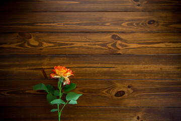 one red beautiful blooming rose on a wooden table
