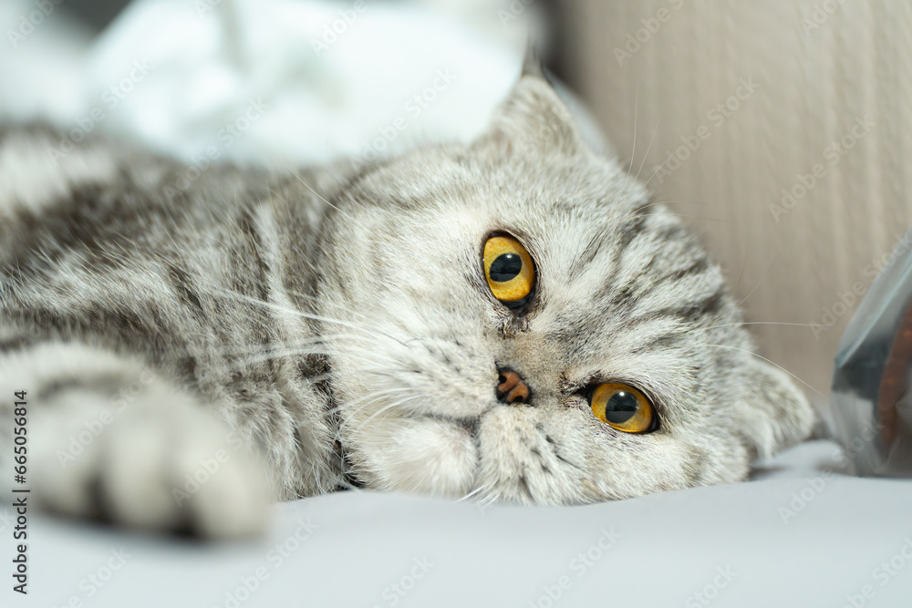 Wall mural scottish fold cat on a white bed.