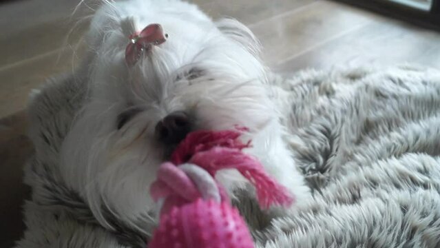 Small white dog playing with rope with his companion.