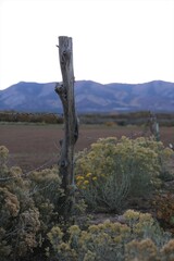 An Old Weathered Fence Post in Monticello, Utah
