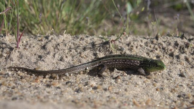 Sand lizard (Lacerta agilis) on ansient vegetated dune in the river valley of the middle reaches of the Don River, forest-steppe zone. Russia