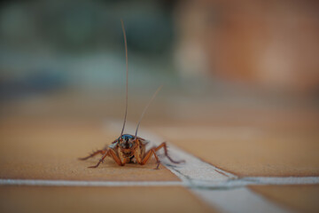 a close up of a brown cockroach.