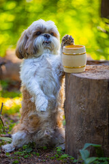 shih tzu dog with a barrel in the forest in summer