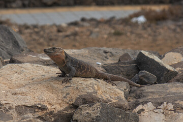 a big lizard sits on a rugged rock