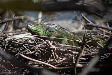 Iguana sun bathing in the wild