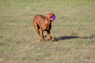 Portrait of a purebred Hungarian Vizsla dog in nature. Beautiful Magyar Vizsla golden rust color on...