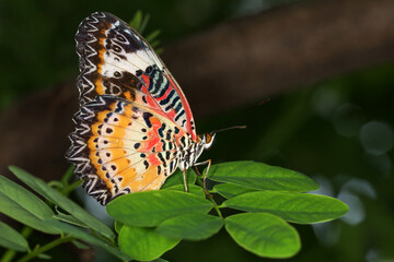 The beautiful butterfly on flower is show beauty wing in nature garden