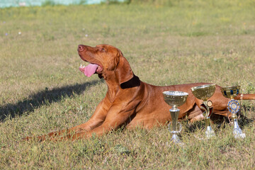 Portrait of a purebred Hungarian Vizsla dog in nature. Beautiful Magyar Vizsla golden rust color on...